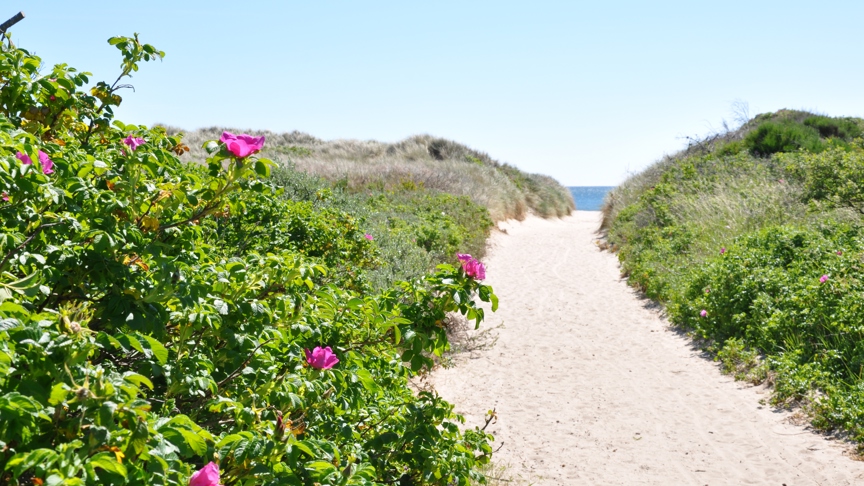 Skagen Strand